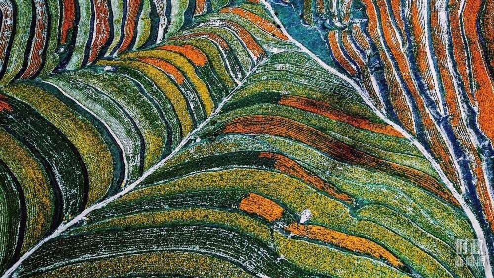 寧夏彭陽(yáng)縣。萬(wàn)壽菊與格?；ㄊ㈤_(kāi)在錯(cuò)落的山間梯田上。（總臺(tái)國(guó)廣記者李晉拍攝）