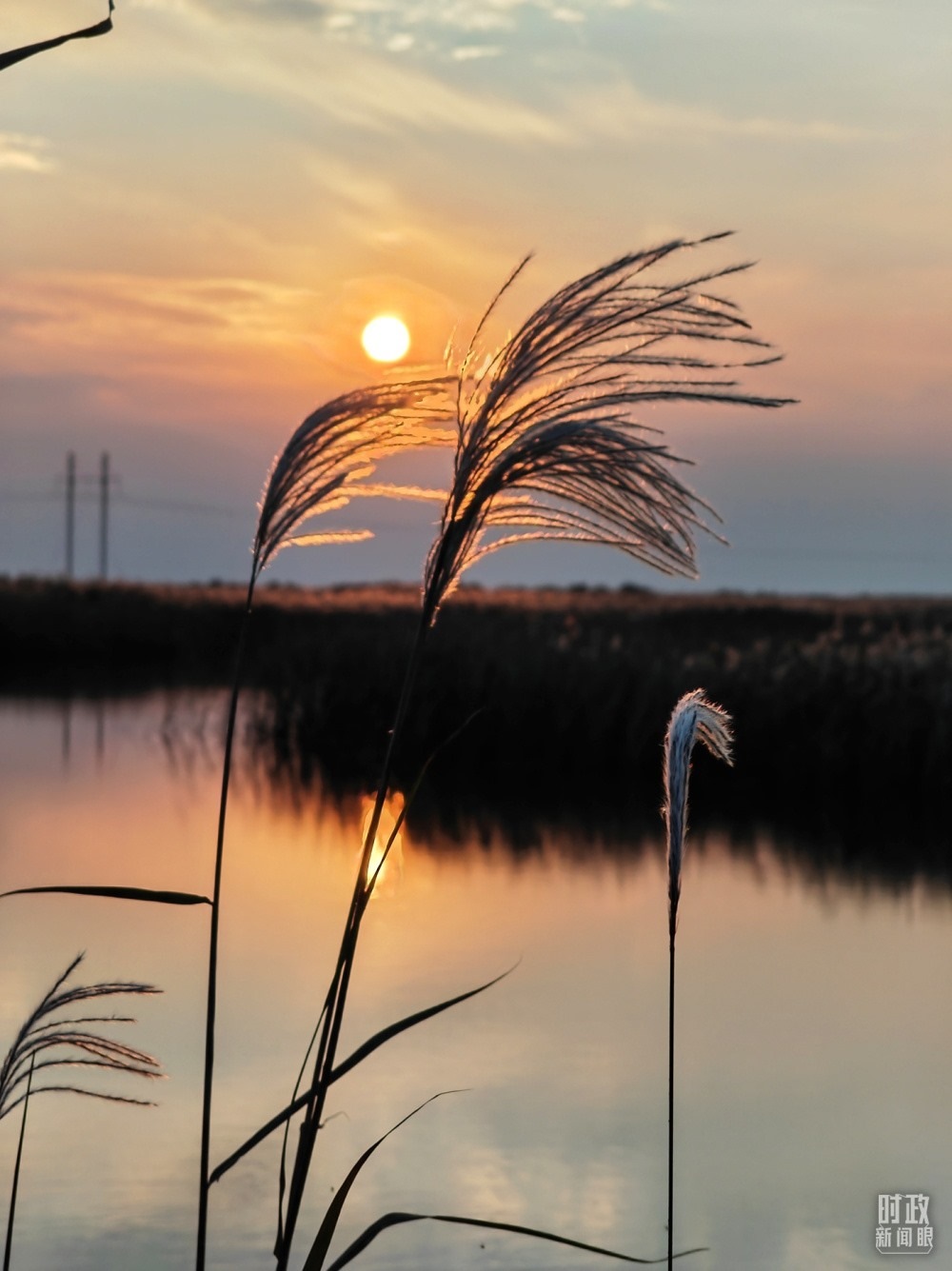 2021年10月，習(xí)近平赴山東東營(yíng)考察黃河入?？?。黃河三角洲濕地，蘆葦飄蕩。（總臺(tái)央視記者彭漢明拍攝）