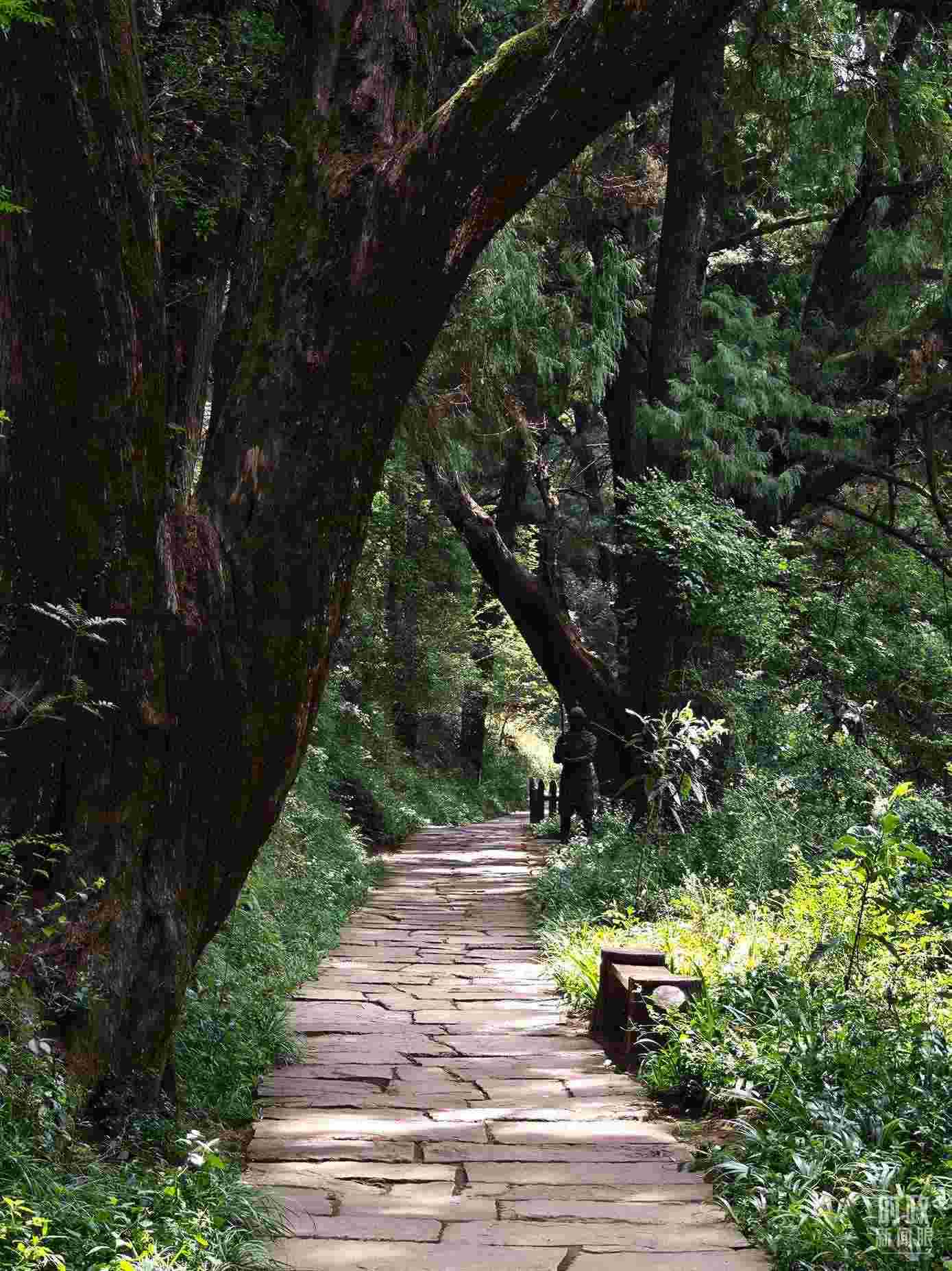 △古蜀道與古柏。（總臺(tái)央視記者彭漢明拍攝）