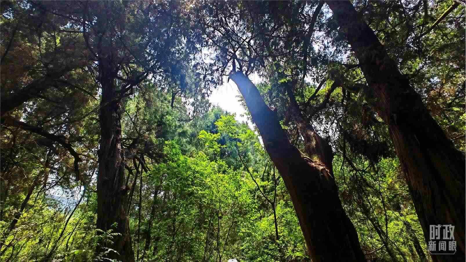 △翠云廊內(nèi)，古柏郁郁蔥蔥。（總臺(tái)央視記者程鋮拍攝）