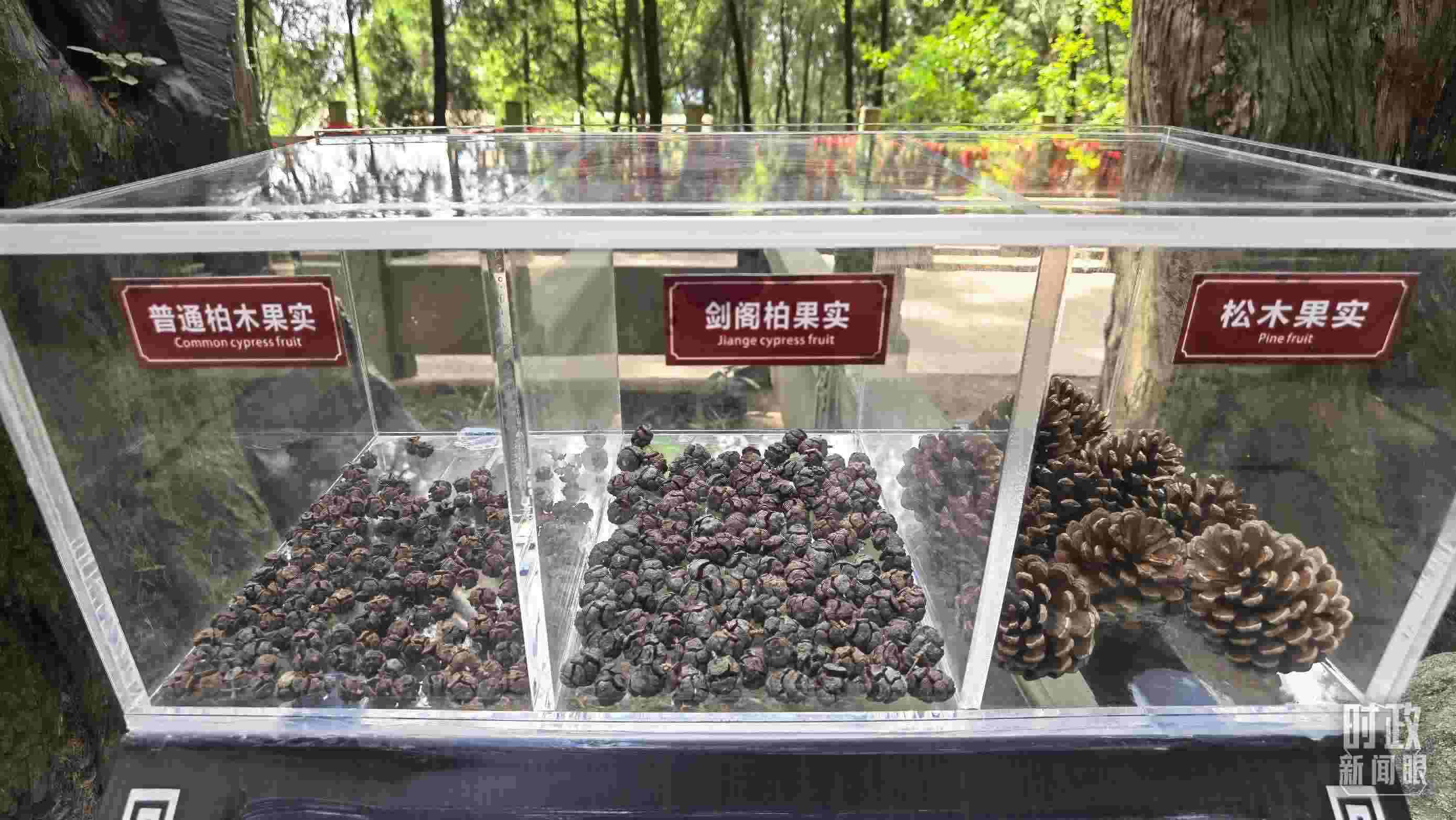 △翠云廊古蜀道，現(xiàn)場(chǎng)陳列的柏木和松木果實(shí)。（總臺(tái)央視記者石丞拍攝）