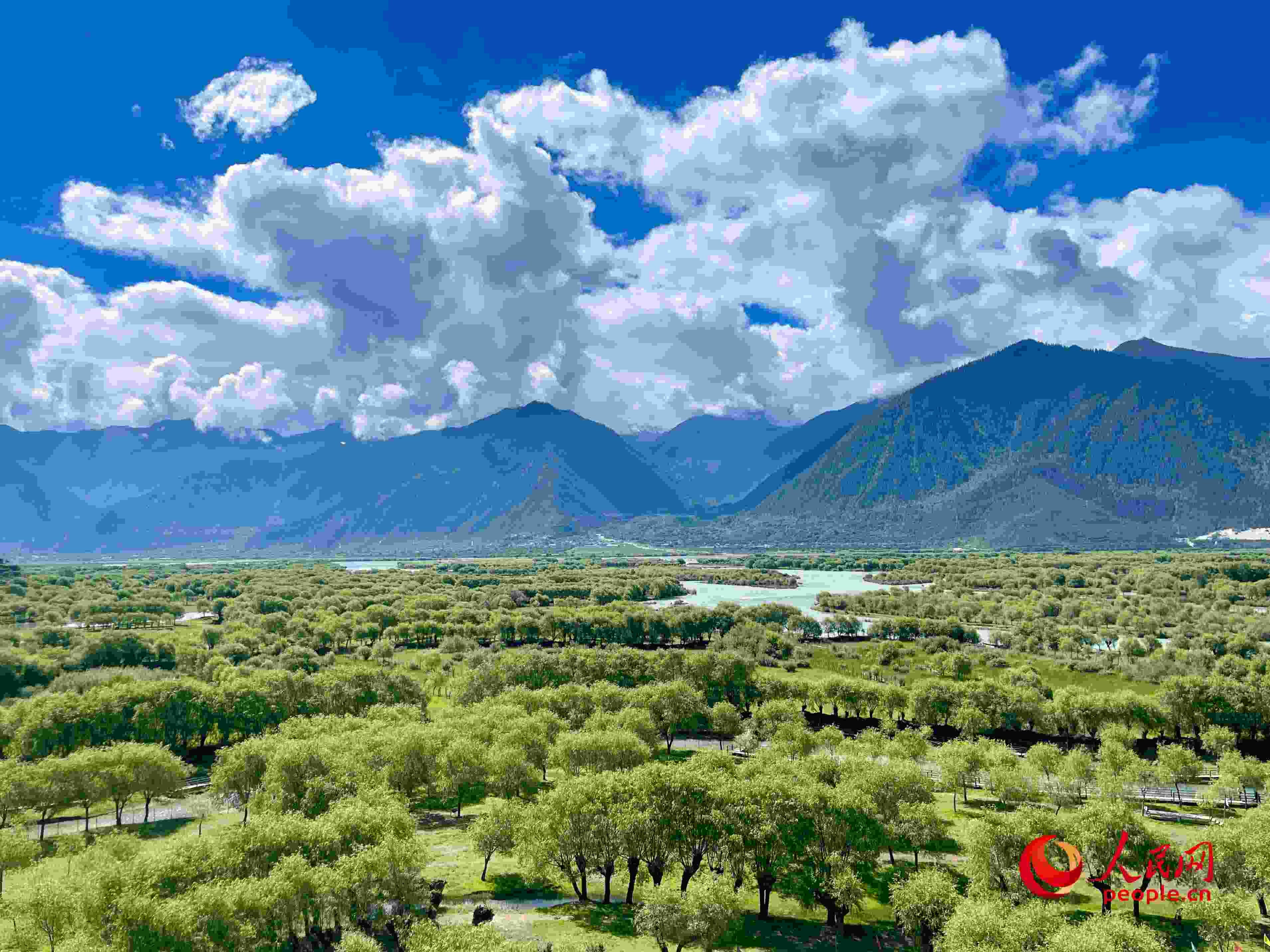 夏日的雅尼國家濕地公園生機(jī)盎然，如詩如畫。人民網(wǎng) 周靜圓攝