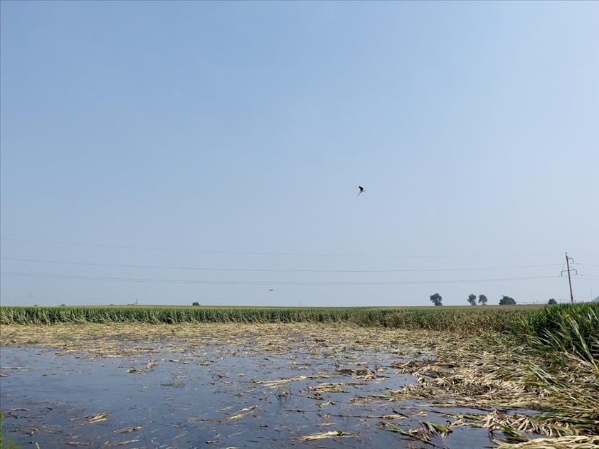 積水嚴重區(qū)域有鳥兒來覓食(中國之聲記者江曉晨 攝)