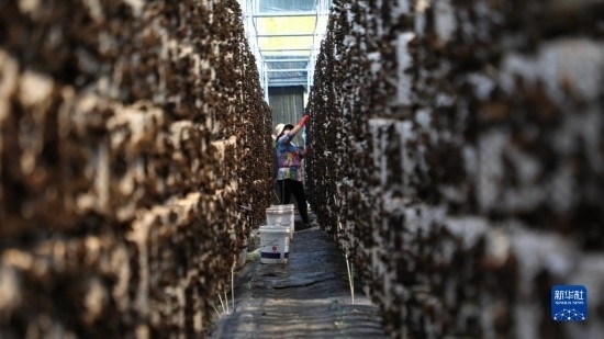 7月29日，在卓尼縣納浪鎮(zhèn)納浪村黑木耳種植基地，農(nóng)戶在采摘黑木耳。