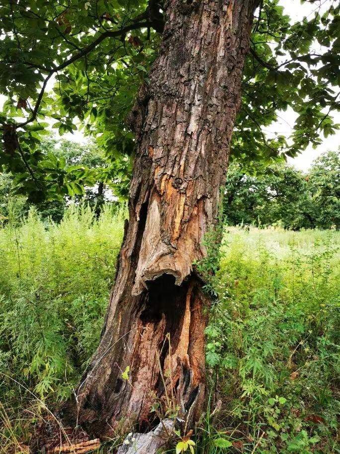 圖為2021年10月拍攝的秦嶺北麓百年板栗古樹遭破壞情況。人民網(wǎng)記者 吳超攝