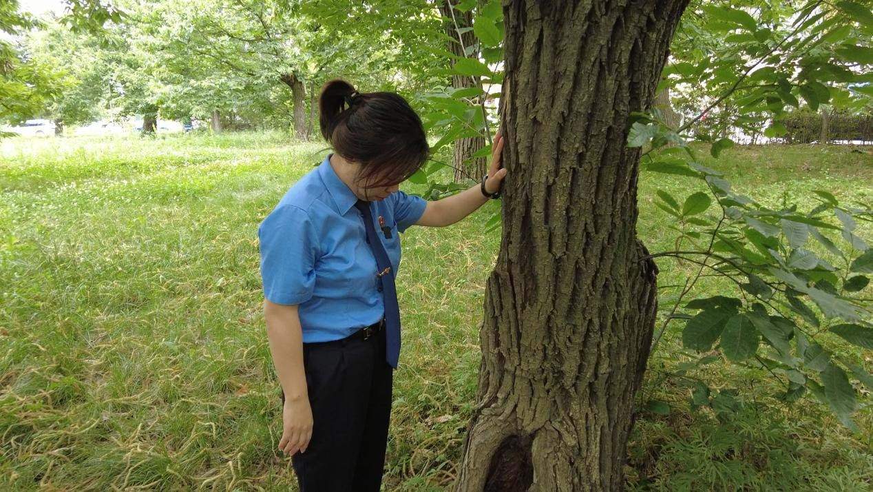 惠琳琳仔細(xì)查看古樹生長近況。人民網(wǎng) 黨童攝