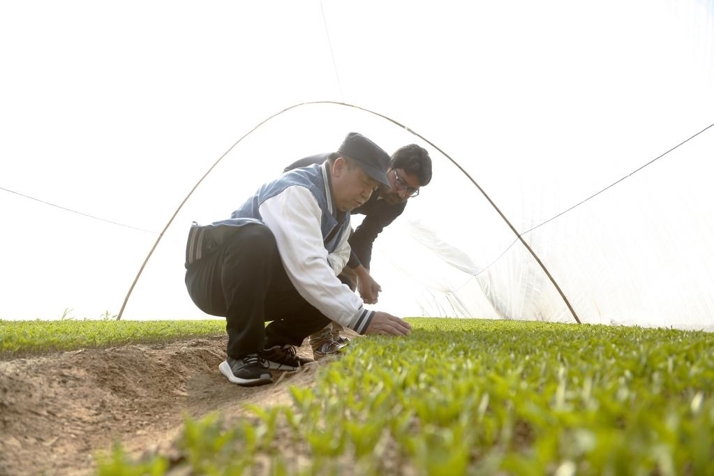 巴基斯坦旁遮普省木爾坦的中巴辣椒訂單種植項目辣椒育苗大棚內(nèi)，中國農(nóng)業(yè)專家?guī)ьI(lǐng)巴基斯坦技術(shù)員查看辣椒秧苗生長情況。