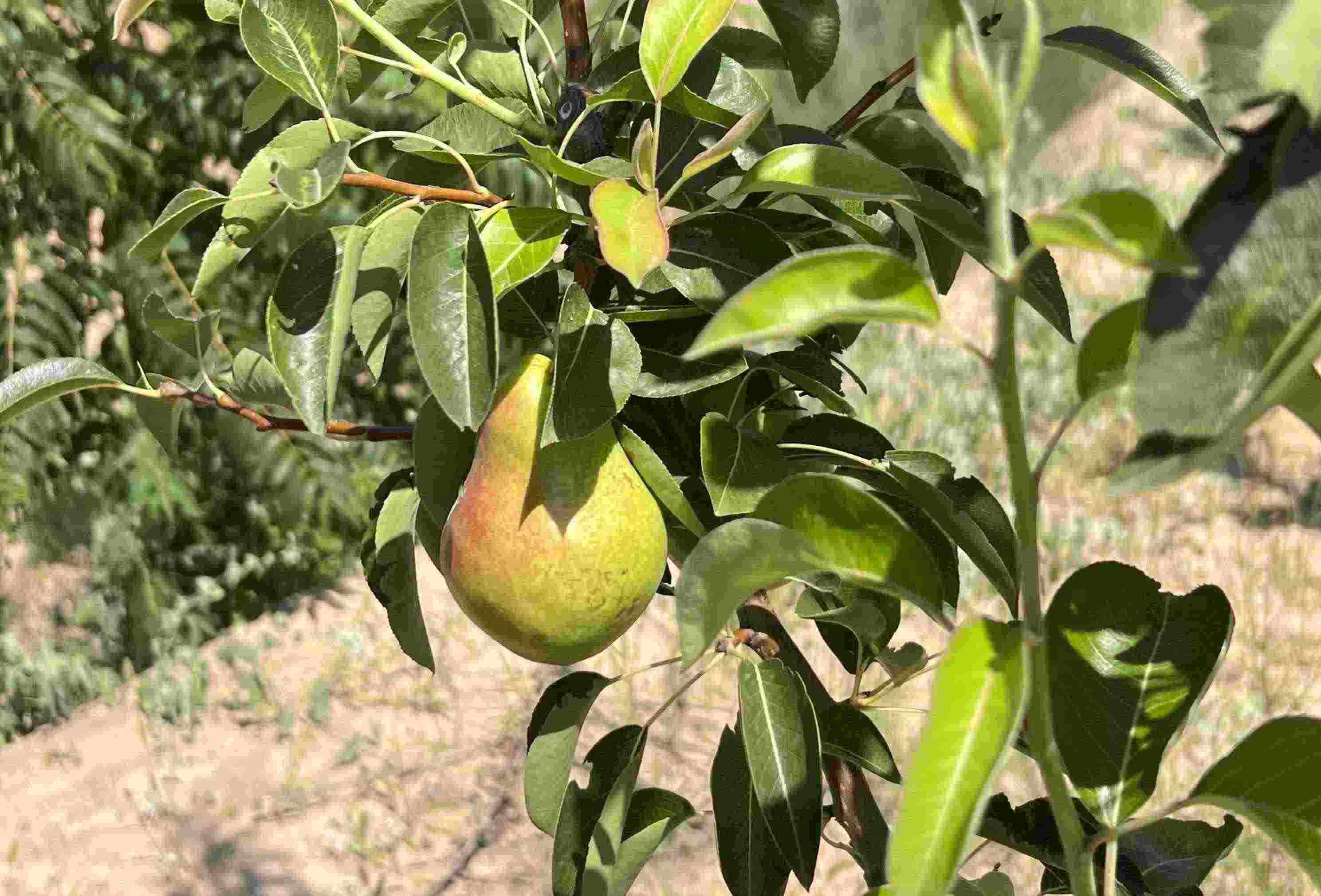 青梨基地果樹上的幼果。人民網(wǎng)記者 王連香攝