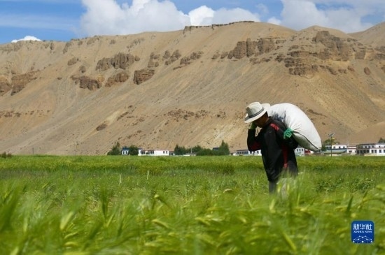 8月12日，西藏阿里地區(qū)普蘭縣赤德村村民在青稞田里勞作。