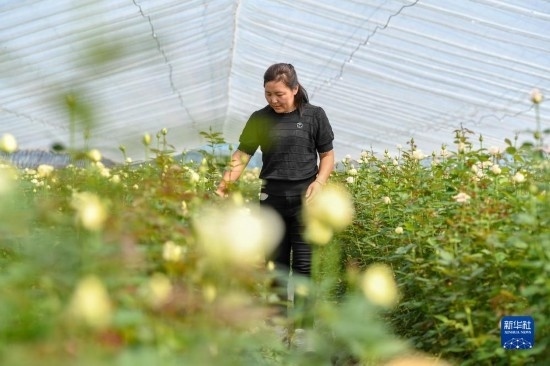 8月17日，吉林省德惠市朱城子鎮(zhèn)沿河村程雪家庭農(nóng)場的負(fù)責(zé)人楊雪在查看玫瑰花長勢。新華社記者 張楠 攝