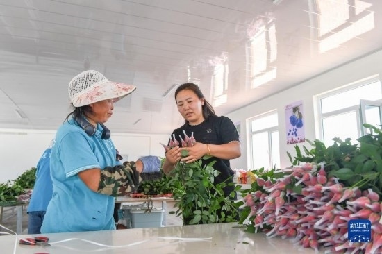 8月17日，吉林省德惠市朱城子鎮(zhèn)沿河村程雪家庭農(nóng)場的負(fù)責(zé)人楊雪（右）指導(dǎo)農(nóng)民修剪玫瑰花。新華社記者 張楠 攝