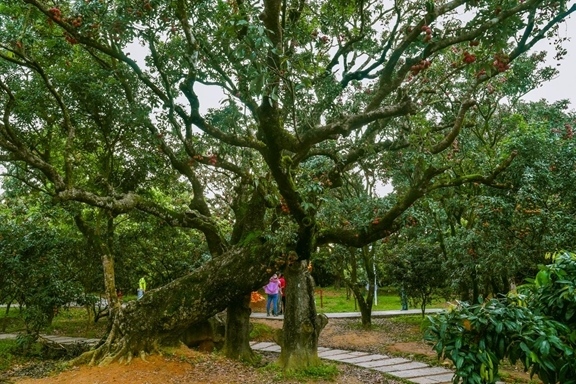 高州市根子鎮(zhèn)柏橋村古荔枝種植園。丘立賀攝