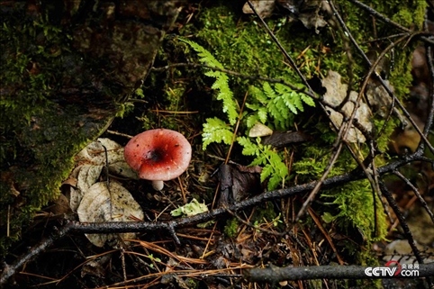 (長白山天然礦泉水保護(hù)區(qū) 央視網(wǎng)記者 隋佳桐 攝)