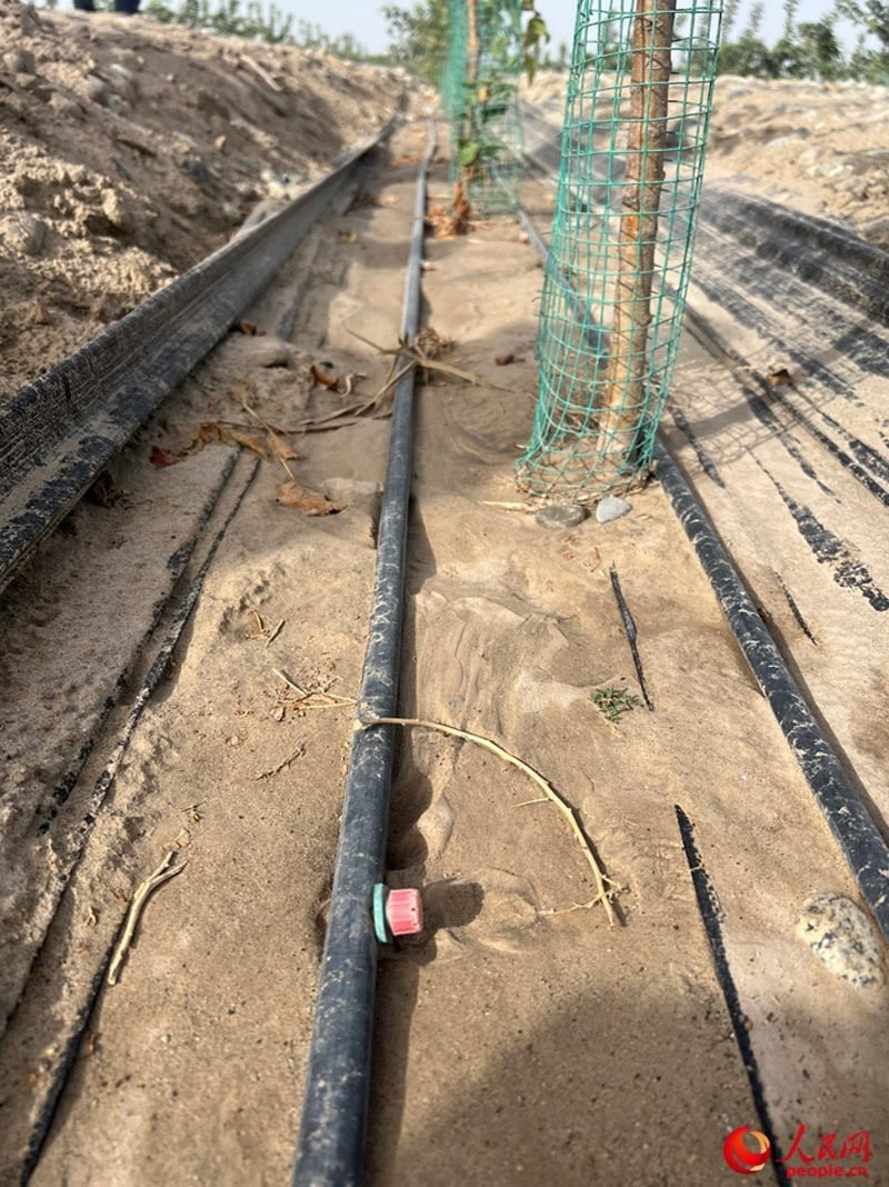 水肥一體化滴灌技術(shù)，可極大節(jié)約用水量。人民網(wǎng)記者 常雪梅攝