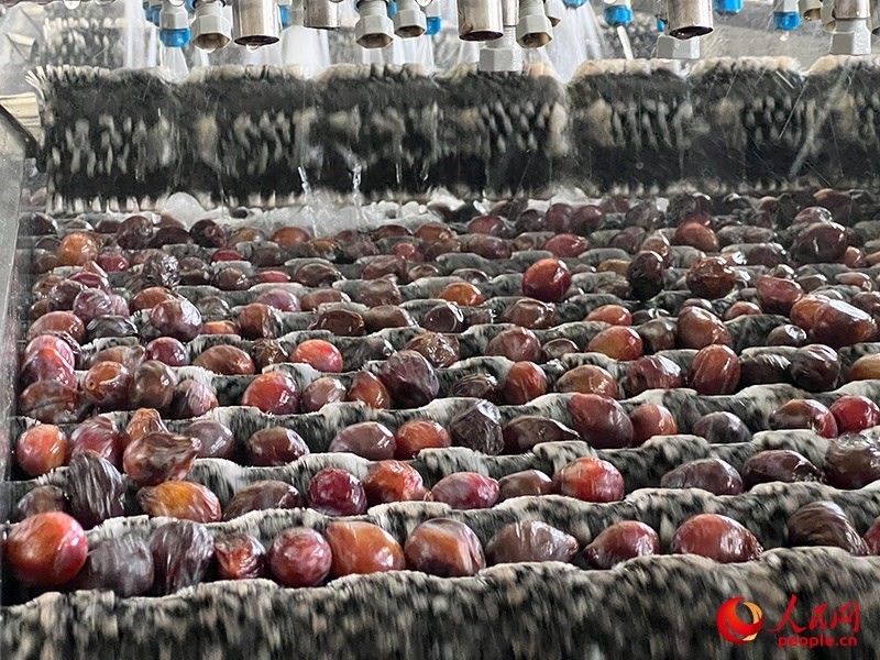 清洗西梅。人民網(wǎng)記者 常雪梅攝