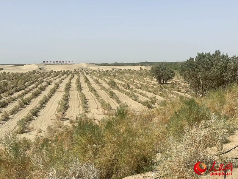 麥蓋提縣百萬畝防風固沙生態(tài)林建設(shè)工程。人民網(wǎng)記者 常雪梅攝