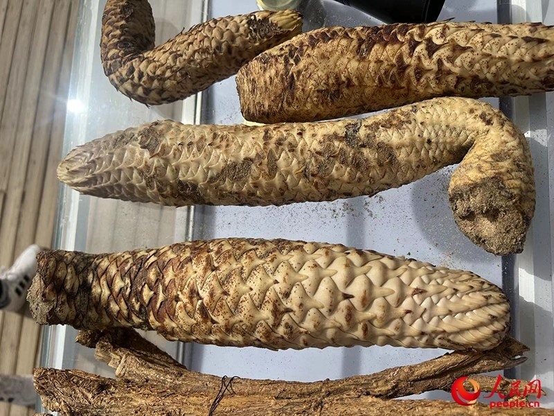 林下經(jīng)濟作物肉蓯蓉。人民網(wǎng)記者 常雪梅攝