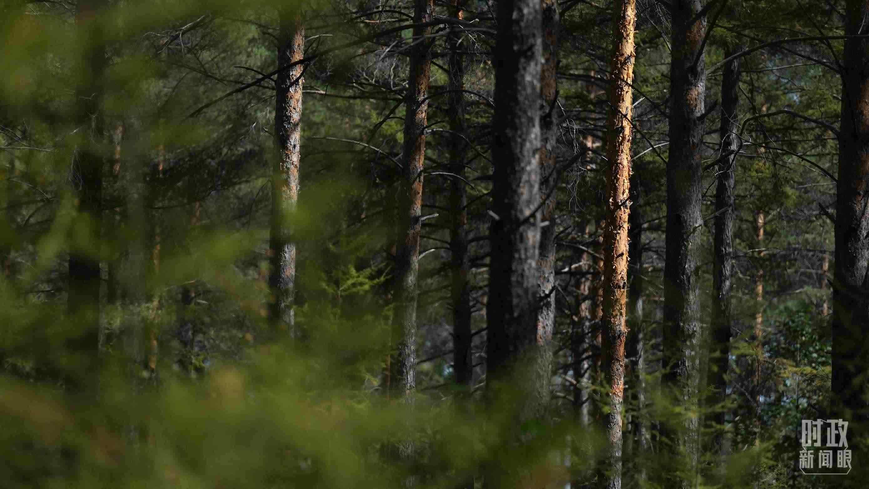 △漠河林場有天然林3.54萬公頃、蓄積量325.3萬立方米。（總臺國廣記者李晉拍攝）