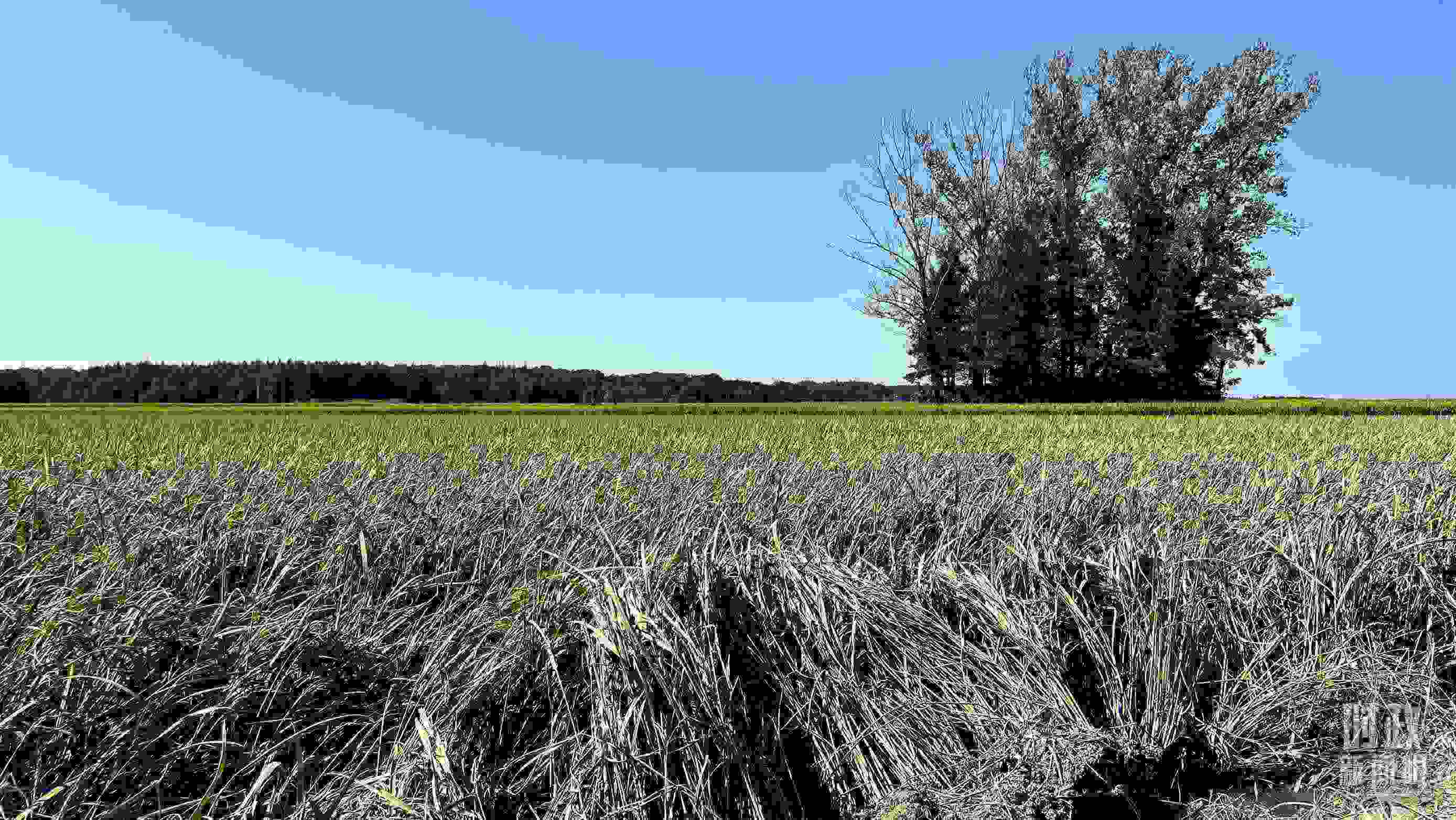 △龍王廟村遭受洪澇災(zāi)害的農(nóng)田。（總臺央視記者邢彬拍攝）