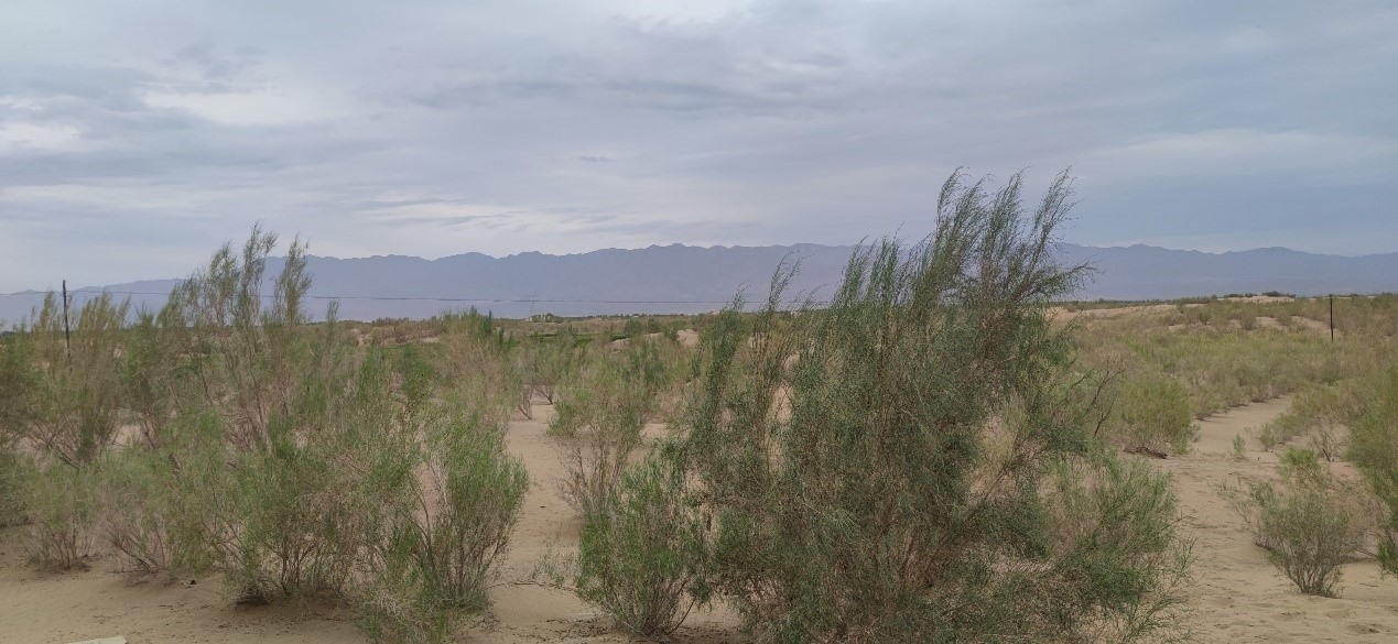 曾經(jīng)的荒漠現(xiàn)已被大面積梭梭林覆蓋。張璐璐 攝