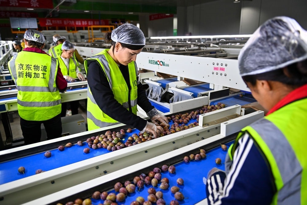在新疆伽師縣粵伽新梅產(chǎn)業(yè)園內(nèi)的京東物流新疆智能供應(yīng)鏈中心，員工在智能分揀線檢查分選好的新梅（2023年8月30日攝）。新華社記者 丁磊 攝