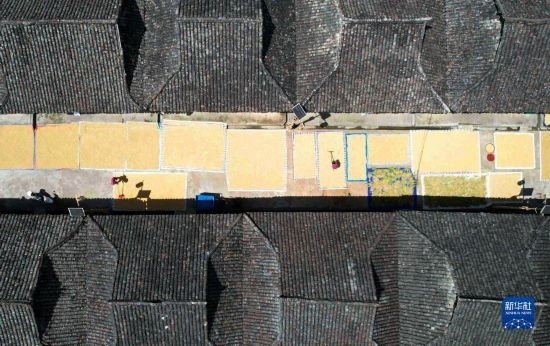 9月16日，在貴州省黔東南苗族侗族自治州從江縣加勉鄉(xiāng)污扣村，村民在晾曬稻谷（無(wú)人機(jī)照片）。