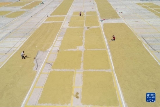 9月16日，村民在貴州省黔東南苗族侗族自治州丹寨縣金泉街道晾曬稻谷（無(wú)人機(jī)照片）。