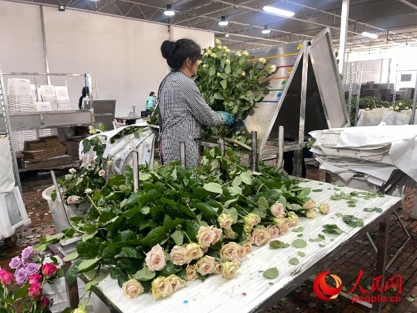 車(chē)間工人在整理花束。人民網(wǎng) 周靜圓攝