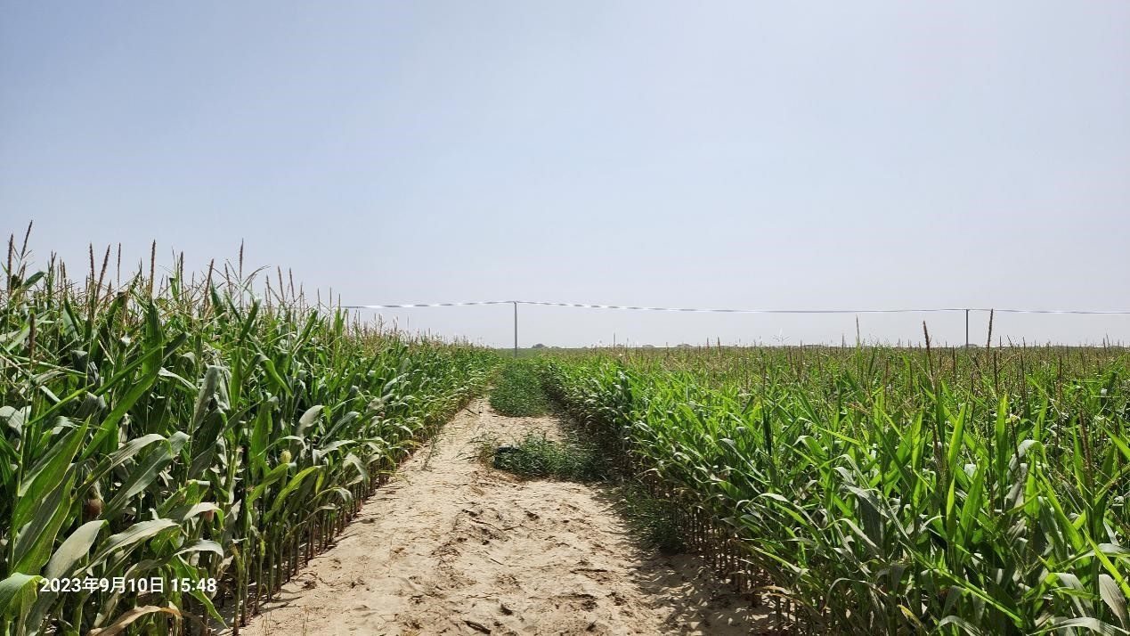 玉米改良40天后對(duì)比（左邊為改良組，右邊為對(duì)照組）。胡樹(shù)文團(tuán)隊(duì)供圖