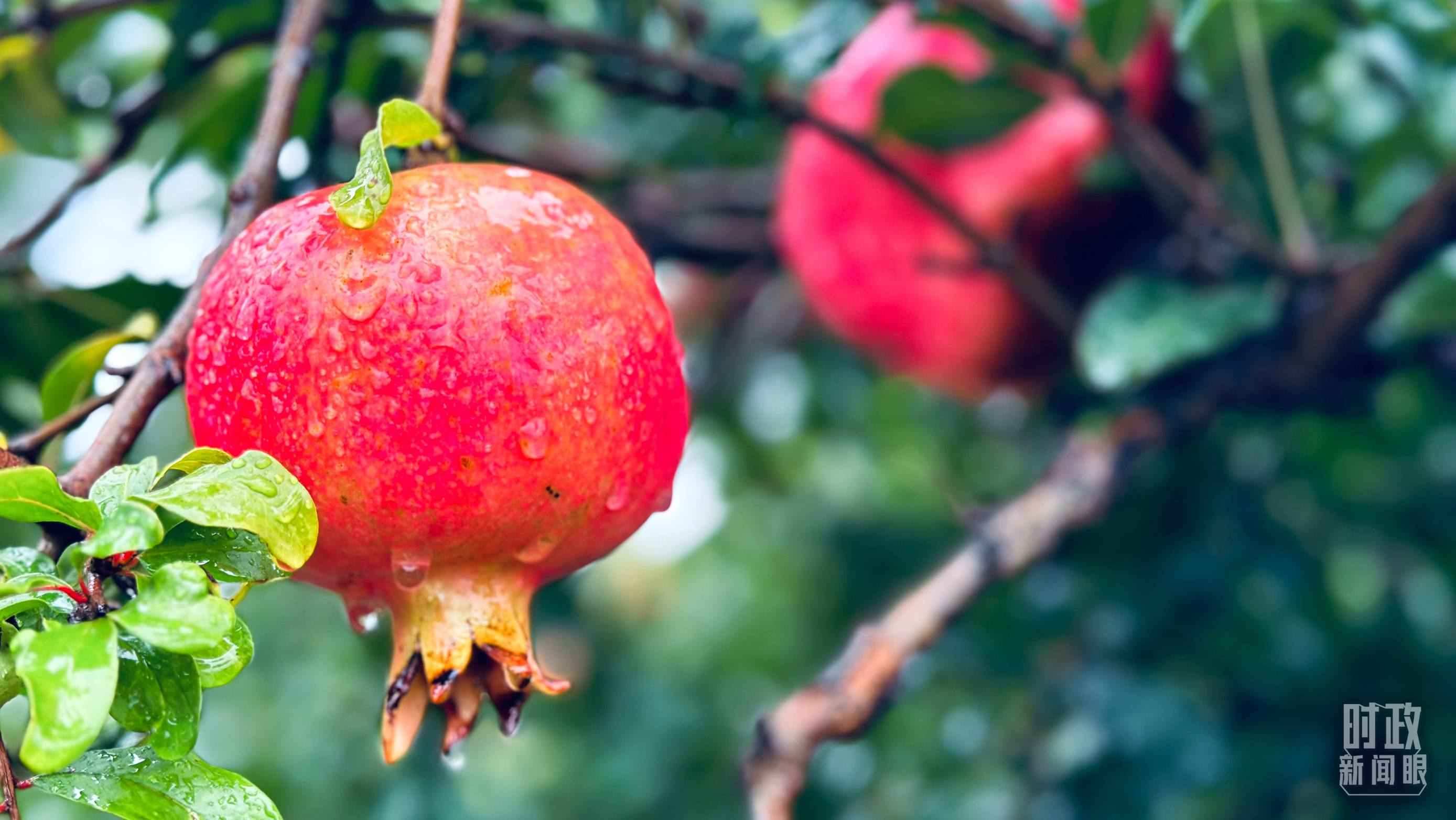 △一場(chǎng)秋雨過(guò)后，石榴更顯晶瑩。（總臺(tái)央視記者李輝、范一鳴拍攝）