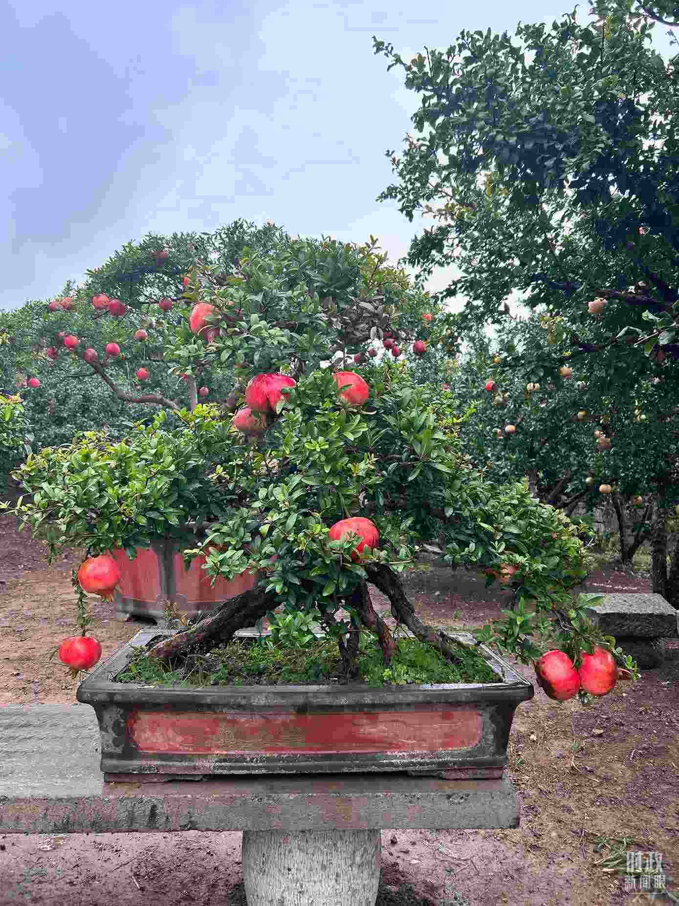 △冠世榴園內(nèi)的石榴盆栽。（總臺(tái)央視記者黎兵拍攝）