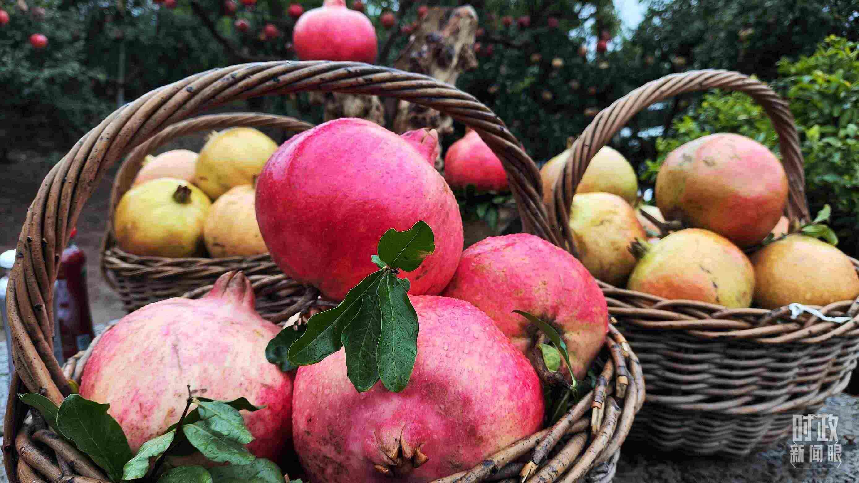 △種植園內(nèi)新鮮采摘的石榴。（總臺(tái)央視記者鐘信偉拍攝）