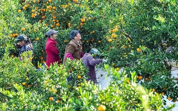 農(nóng)戶在果園中采摘果實(shí)。湖南省石門縣融媒體中心 唐亞翔攝