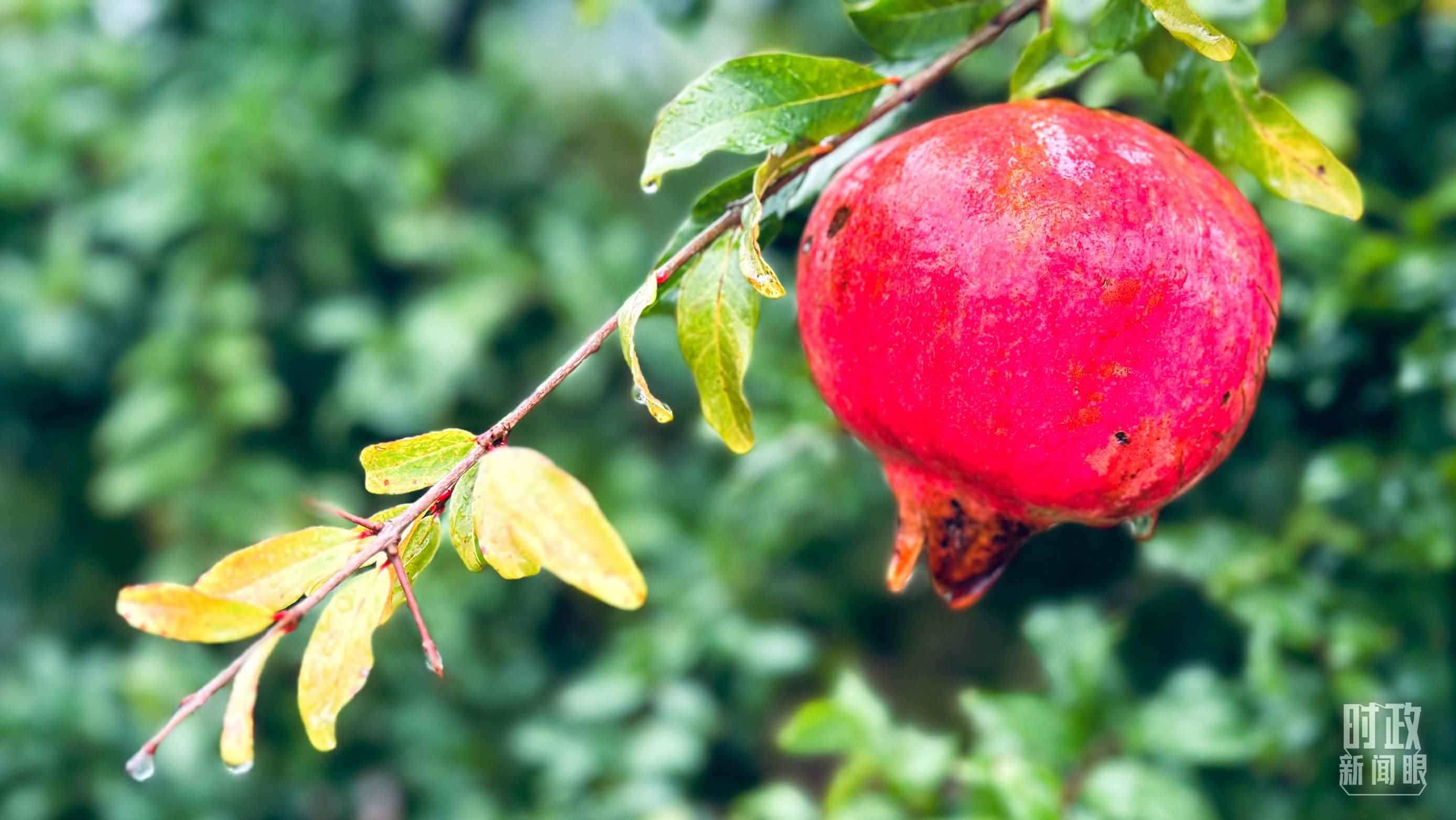 △山東省棗莊市冠世榴園，石榴紅了。（總臺(tái)央視記者范一鳴拍攝）