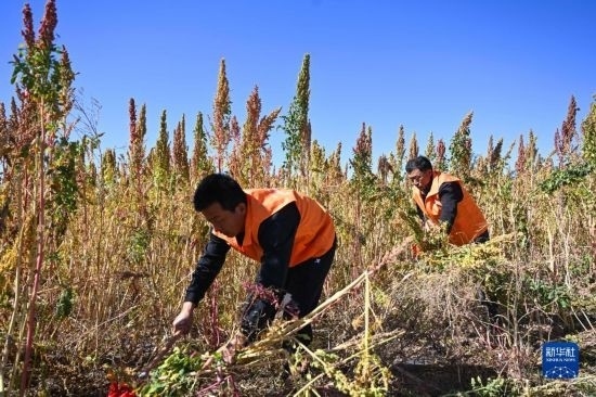 9月28日，農(nóng)民參加內(nèi)蒙古武川縣首屆藜麥開鐮節(jié)割藜麥比賽。