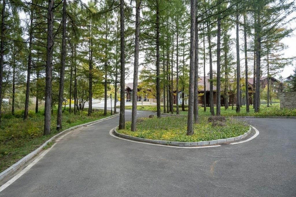 園區(qū)里“路讓樹(shù)”成為行為準(zhǔn)則。王哲攝