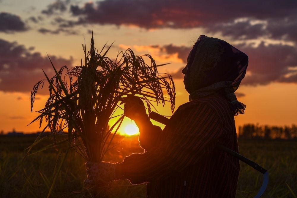 農(nóng)民在吉林省吉林市永吉縣萬(wàn)昌鎮(zhèn)花家村收割水稻（2023年9月12日攝）。新華社記者 張楠 攝