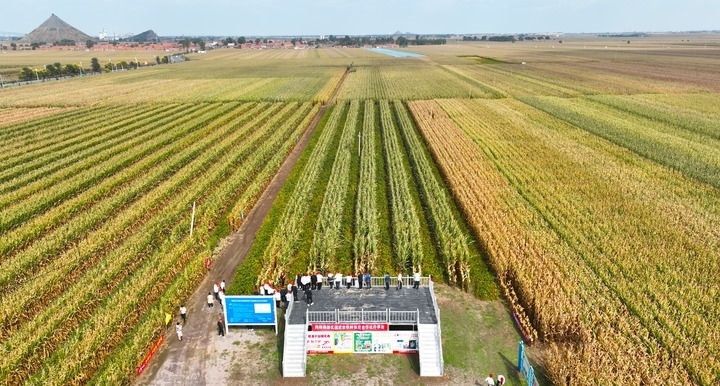 在遼寧省鐵嶺縣蔡牛鎮(zhèn)，外地農(nóng)民到張莊玉米合作社的大田里學(xué)習(xí)玉米選種和栽種技術(shù)（2023年9月26日攝，無(wú)人機(jī)照片）。新華社記者 楊青 攝