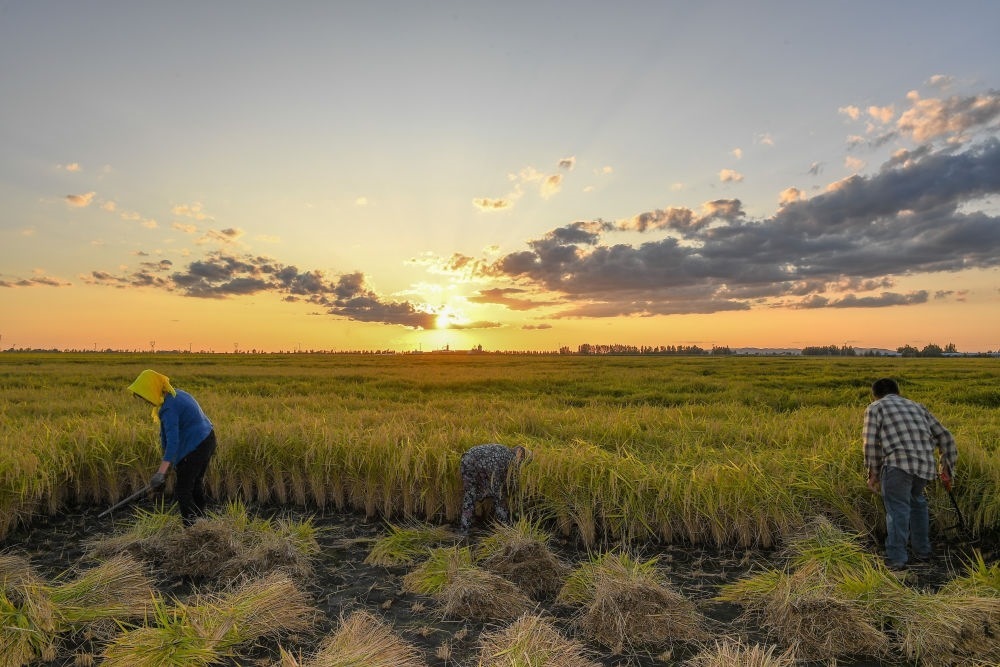 農(nóng)民在吉林省吉林市永吉縣萬(wàn)昌鎮(zhèn)花家村收割水稻（2023年9月12日攝）。新華社記者 張楠 攝