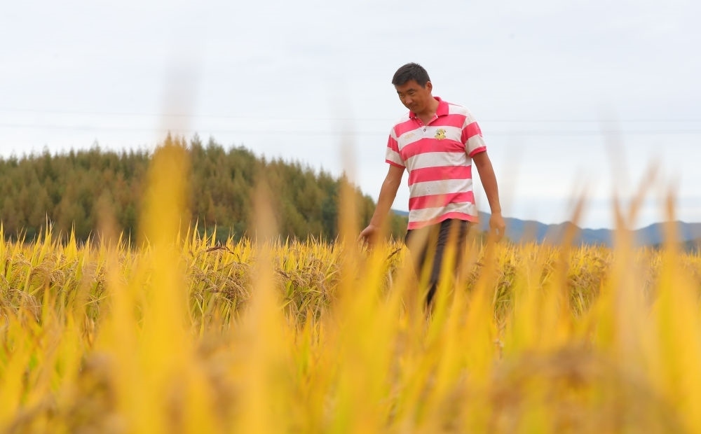 在遼寧省撫順市新賓滿族自治縣新賓鎮(zhèn)的水稻田里，農(nóng)民丁輝查看水稻成熟情況（2023年9月25日攝）。新華社記者 楊青 攝