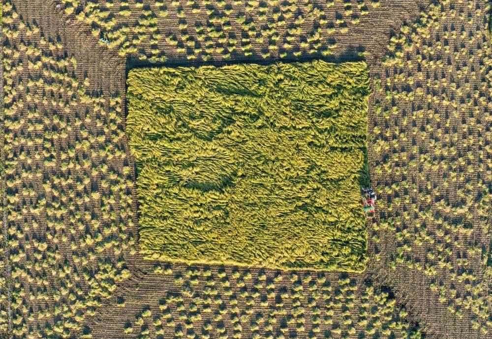 在吉林省舒蘭市平安鎮(zhèn)金星村，農(nóng)民駕駛農(nóng)機(jī)收割水稻（2023年9月21日攝，無(wú)人機(jī)照片）。新華社記者 張楠 攝