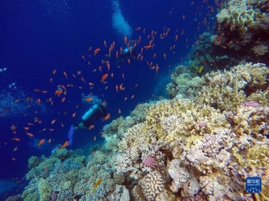  10月2日，人們在埃及西奈半島達哈布藍洞內(nèi)的珊瑚旁深潛。新華社記者 隋先凱 攝