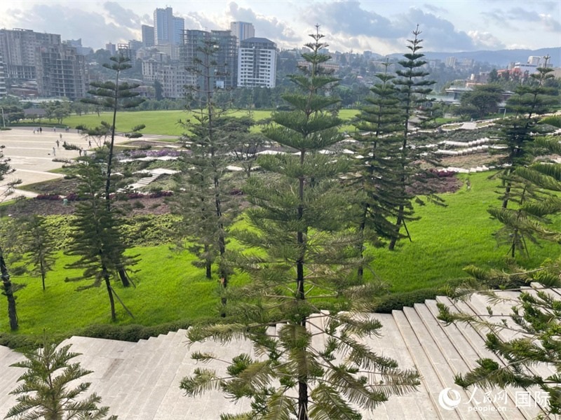 亞的斯亞貝巴友誼廣場的南洋杉。人民網(wǎng)記者 趙艷紅攝