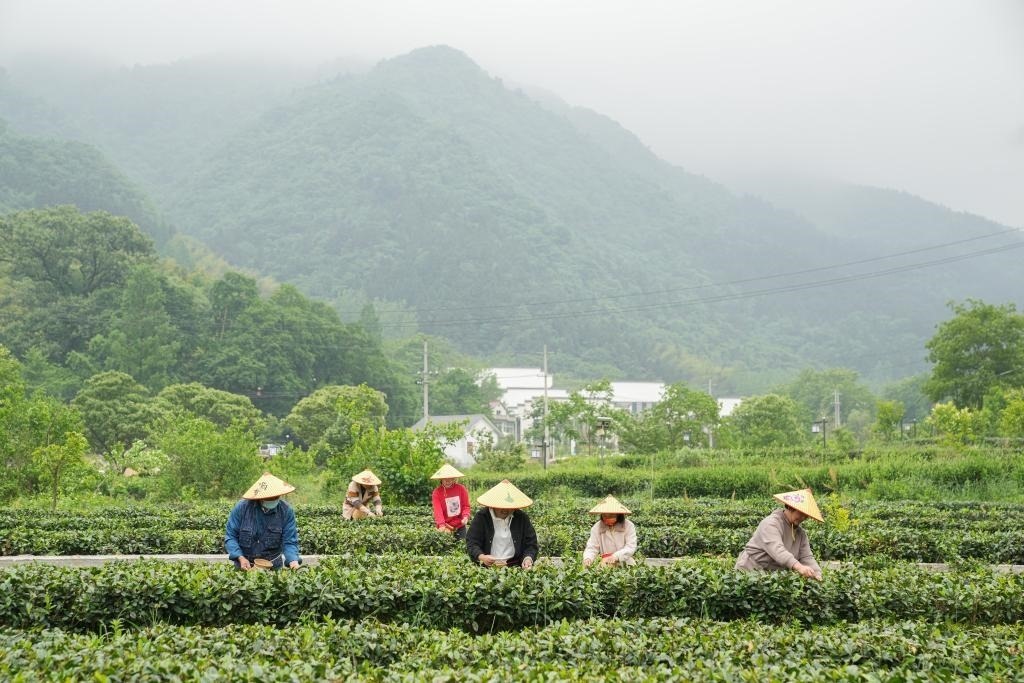 2022年5月11日，村民在大灣村生態(tài)茶園內(nèi)采摘茶葉。新華社記者杜宇攝