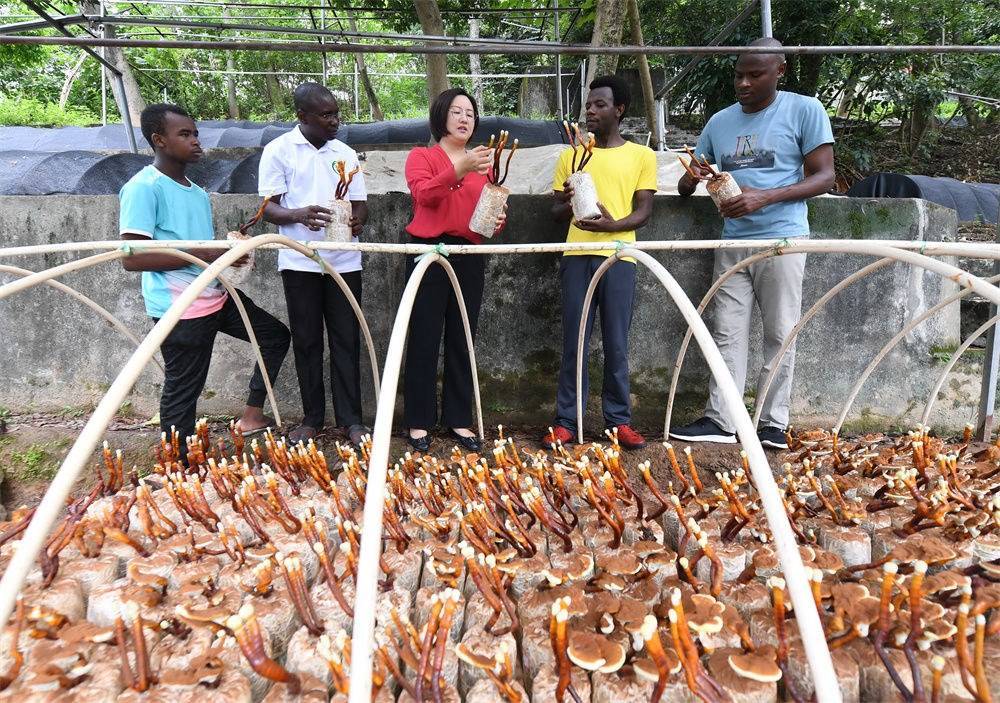 2021年8月12日，福建農(nóng)林大學(xué)國家菌草工程技術(shù)研究中心副主任林冬梅（中）為非洲留學(xué)生講解菌草鹿角靈芝的栽培情況。新華社記者 林善傳 攝