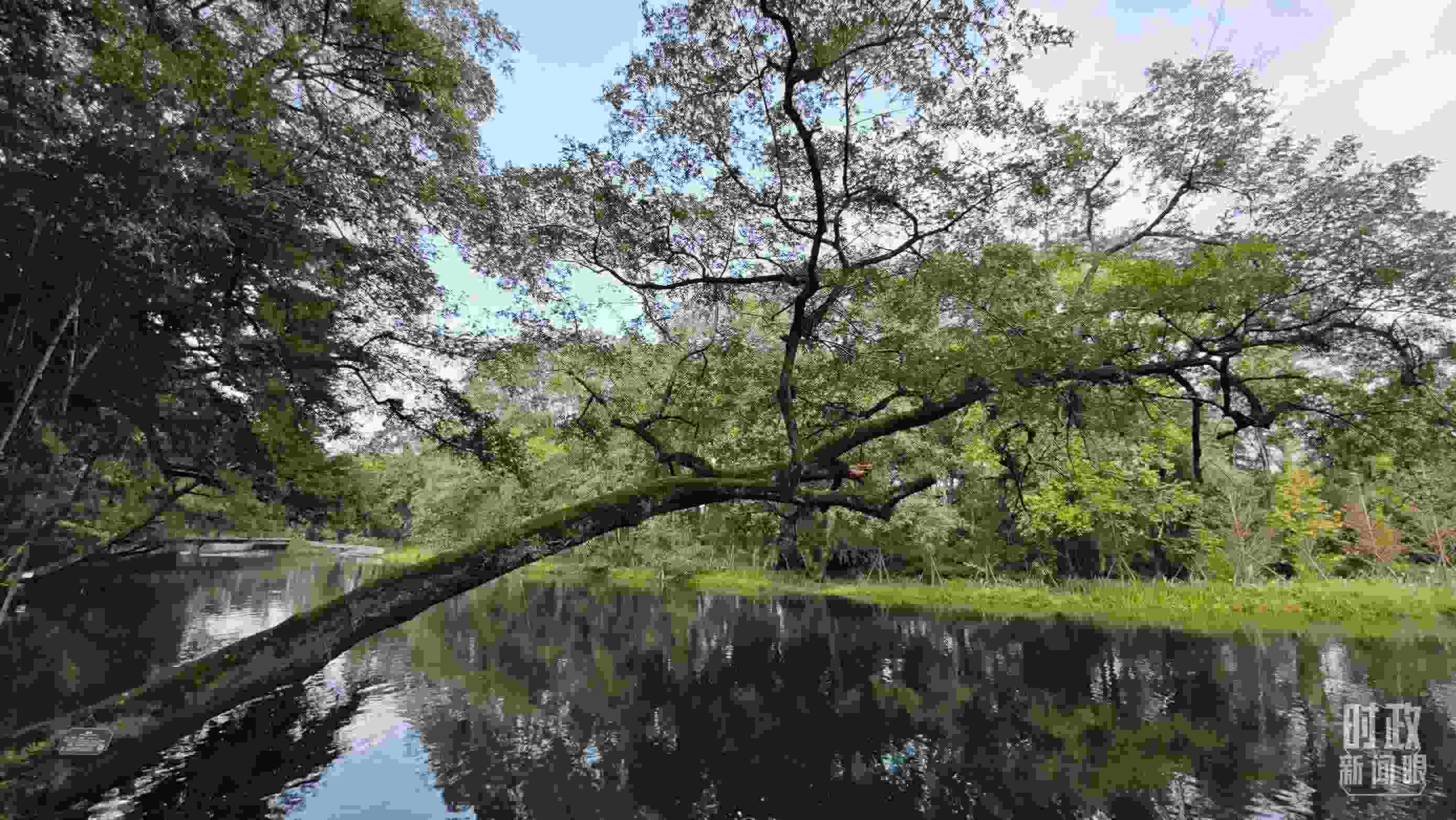 △饒河源國家濕地公園。（總臺央視記者郁振一拍攝）