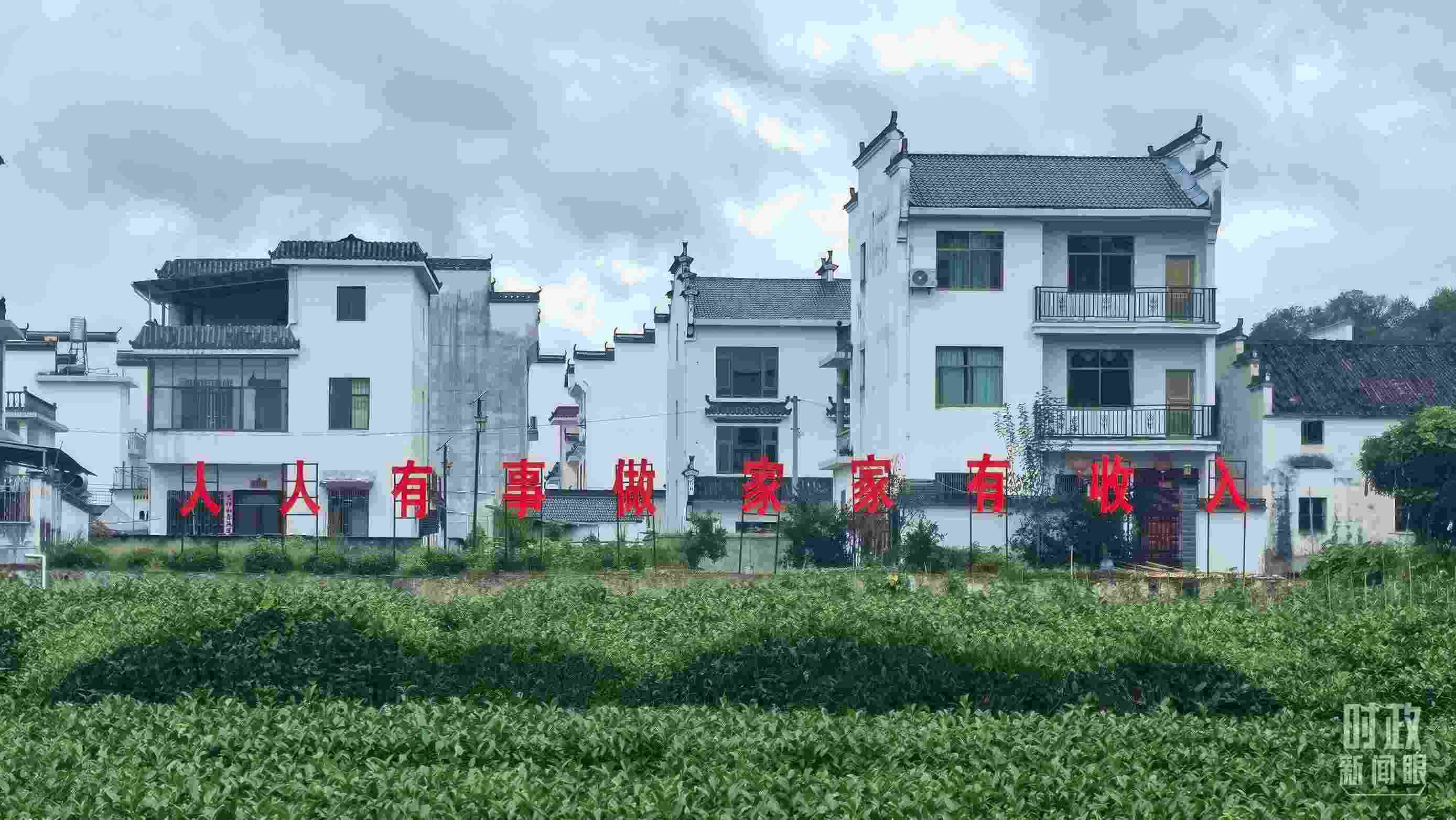 △石門村村民種植的茶葉。（總臺央視記者賈林拍攝）