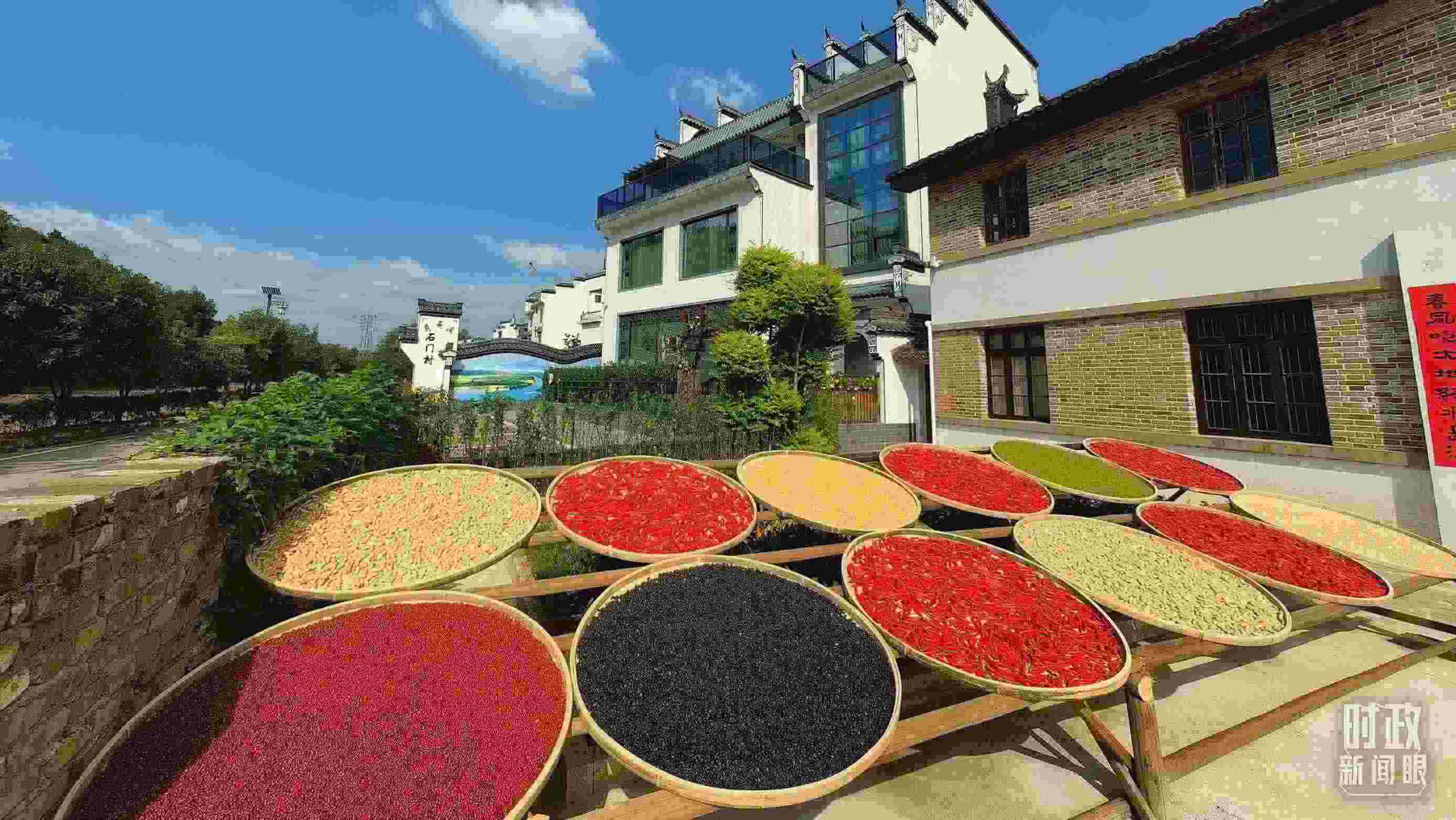 △曬秋農(nóng)俗成為婺源鄉(xiāng)村的一道美麗風景。（總臺央視記者段德文拍攝）