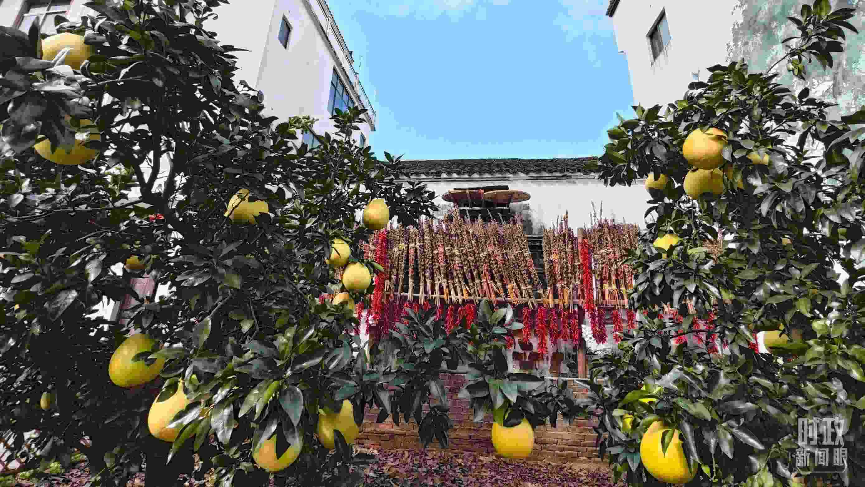 △石門村農(nóng)家小院里碩果累累。（總臺央視記者許永松拍攝）