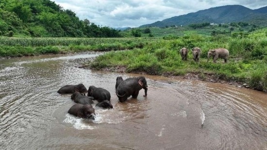 野生亞洲象組團(tuán)泡澡降溫解暑。何有剛攝